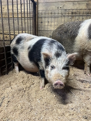 scroafa vietnamez - imagine 2