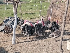 vînd curcani țârânești .