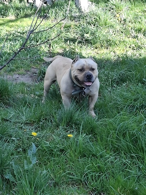 Vând Mascul American Bully Pokett de 2.5 Ani   - imagine 4