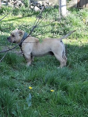 Vând Mascul American Bully Pokett de 2.5 Ani   - imagine 5