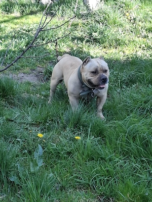 Vând Mascul American Bully Pokett de 2.5 Ani   - imagine 3