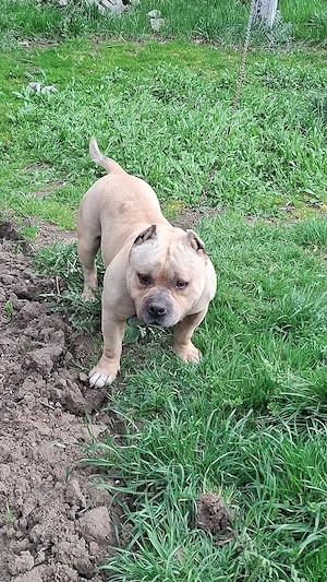 Vând Mascul American Bully Pokett de 2.5 Ani  
