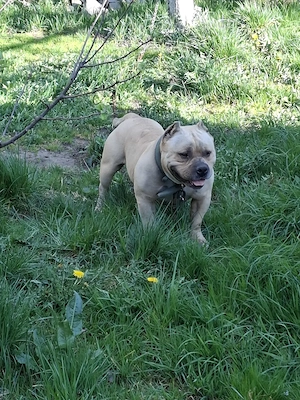 Vând Mascul American Bully Pokett de 2.5 Ani   - imagine 2