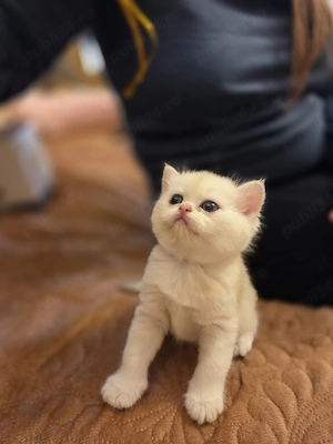 British Shorthair Silver Chinchilla   femelă deosebită