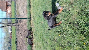 Vând catei Copoi Ardelenesc 