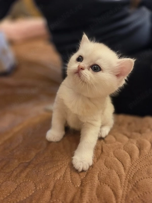British Shorthair Silver Chinchilla   femelă deosebită