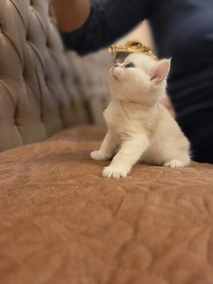 British Shorthair Silver Chinchilla   mascul deosebit - imagine 2