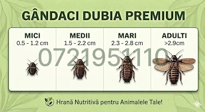 Dubia Hrana Vie reptile păsari pesti amfibieni tarantule