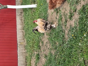 Cocos cu barba de vanzare