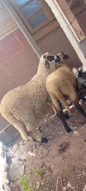 Miei si iezi Dabuleni 