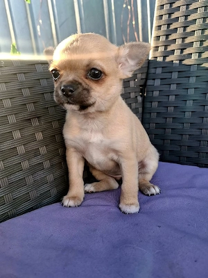 Chihuahua Femela - imagine 2