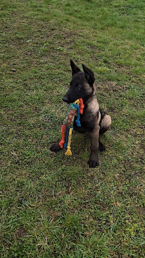 Ciobănesc belgian malinois mascul  - imagine 5