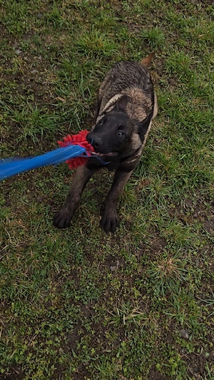 Ciobănesc belgian malinois mascul  - imagine 2