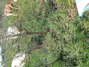 VÎnd 4 capre fațade tinere