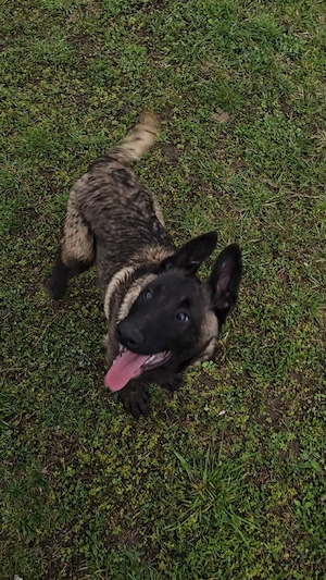 Ciobănesc belgian malinois mascul  - imagine 4