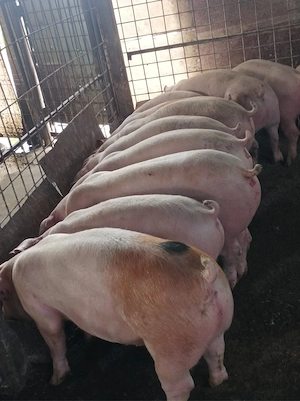 Soldani 60-80 kg - imagine 2