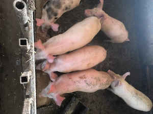 Purceluși pentru rotisor 