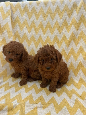 Pudeli Red toy!!! - imagine 3