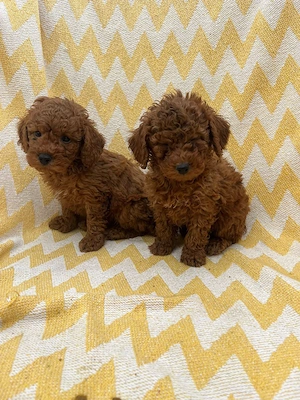 Pudeli Red toy!!! - imagine 2