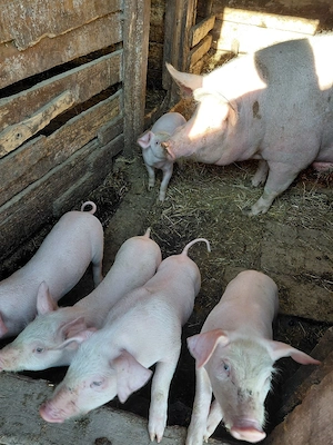 Vând purcei - imagine 3