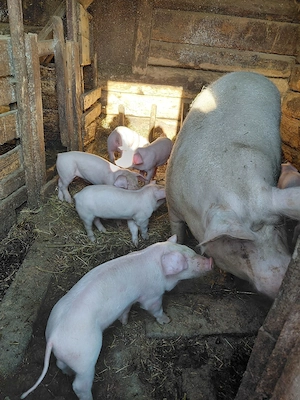 Vând purcei - imagine 4