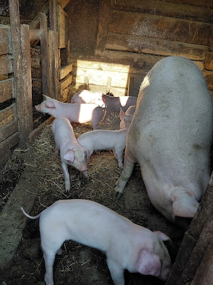 Vând purcei - imagine 5