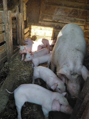 Vând purcei - imagine 2