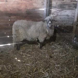 Berbec de vanzare - imagine 2