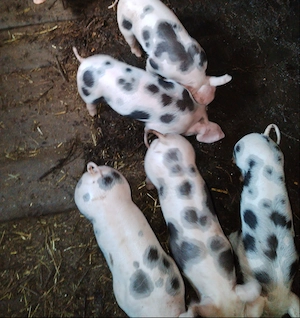 Vând purcei de 5 săptămâni 