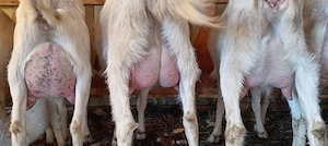 Vând iezi și iede Sannen