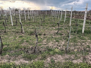 Caut zilieri pentru munci la vita de vie