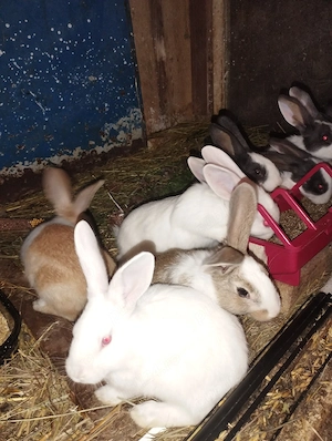 iepuri hycole francez femela  - imagine 2