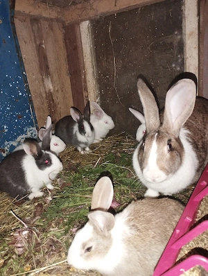 iepuri hycole francez femela  - imagine 4