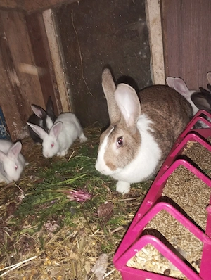 iepuri hycole francez femela  - imagine 3