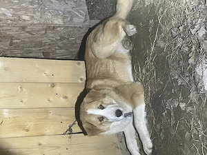 Câine de 1 an și 6 luni  - imagine 2