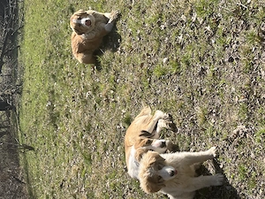 Câine de 1 an și 6 luni 