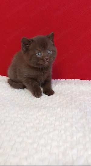 British shorthair cinnamon - imagine 5