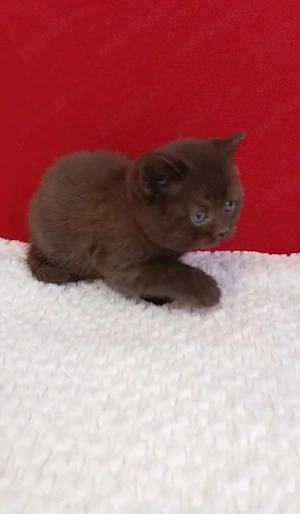 British shorthair cinnamon