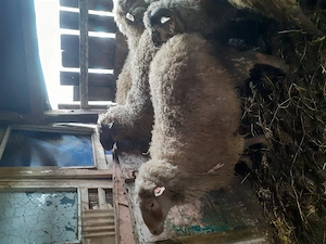 Berbeci si carlani din vara