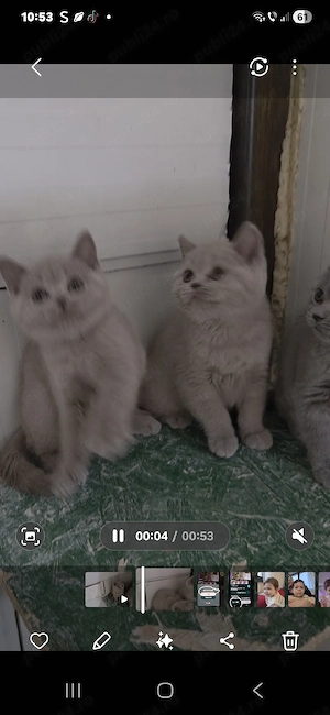 British shorthair lilac