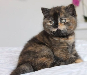 Puiuti Tortie  frumosi - imagine 2