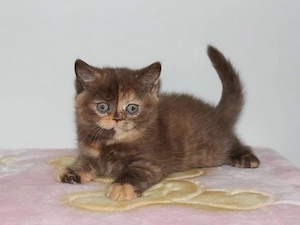 Puiuti Tortie  frumosi