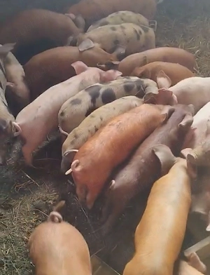 Vând purcei  - imagine 2