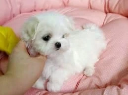 pui bichon maltese mini toy rasa pura 