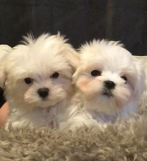 pui bichon maltese mini toy 