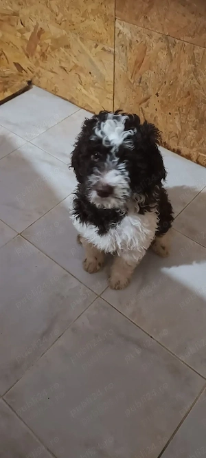 Vând pui Lagotto Romagnolo - imagine 2