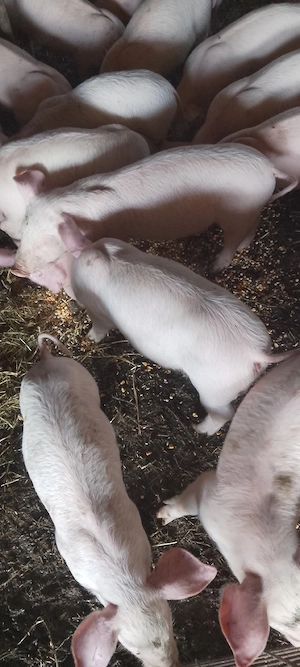 purcei 7 săptămâni  - imagine 4