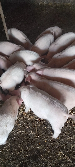 purcei 7 săptămâni  - imagine 3