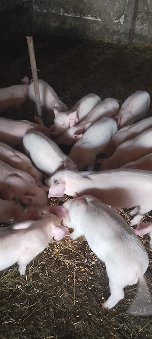 purcei 7 săptămâni  - imagine 2