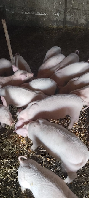 purcei 7 săptămâni  - imagine 5